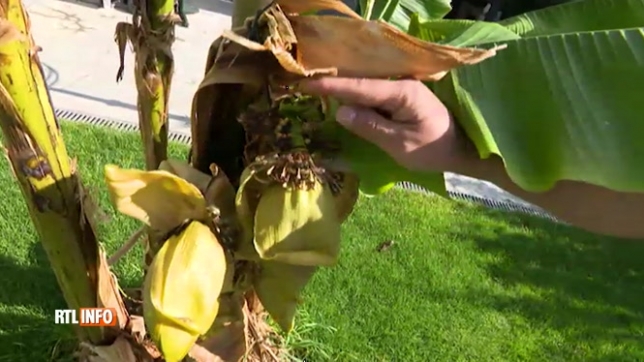 Dans son jardin à Waterloo, Erdem parvient à faire pousser des bananes: Je suis très surpris et je trouve cela amusant