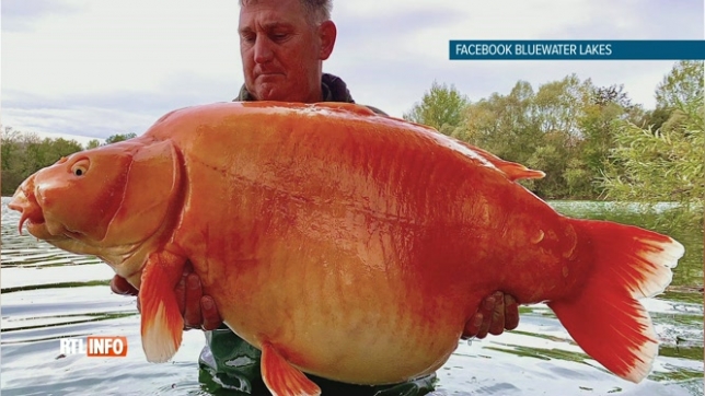 Grosse prise: un pêcheur attrape un poisson rouge de 30 kg dans un lac en France