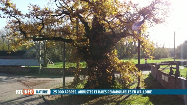 Il y a 25.000 arbres et arbustes différent en Wallonie