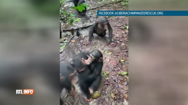 Poignant: un petit chimpanzé rencontre pour la première fois sa famille dans la forêt (vidéo)