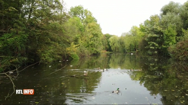 Oupeye: le Hemlot, un site Natura 2000 composé de 3 lacs, menacé par la vase