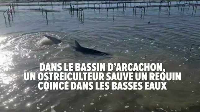 Dans le bassin d’Arcachon, un ostréiculteur sauve un requin coincé dans les basses eaux