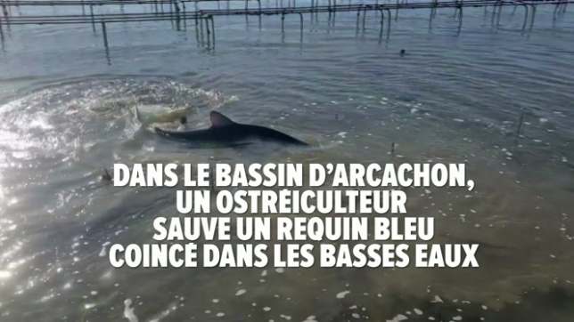 Dans le bassin d’Arcachon, un ostréiculteur sauve un requin bleu Coincé dans les basses eaux