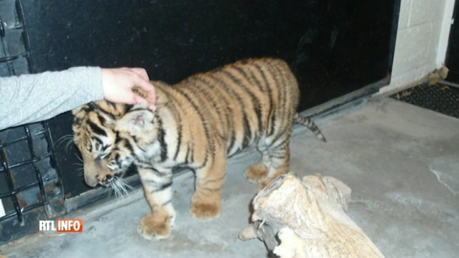 Il était dans une cage pour chien: des policiers retrouvent un adorable petit tigre du Bengale par pur hasard
