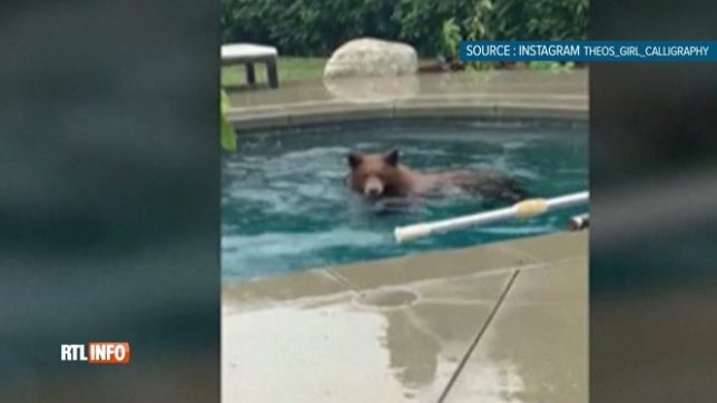 Surprise en Californie: elle découvre un ours dans sa piscine