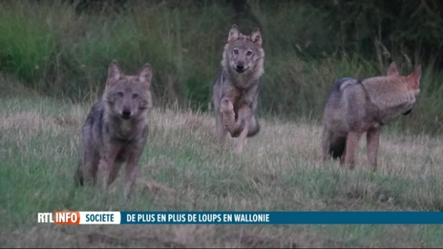 Une vingtaine de loups sont répertoriés sur le territoire belge