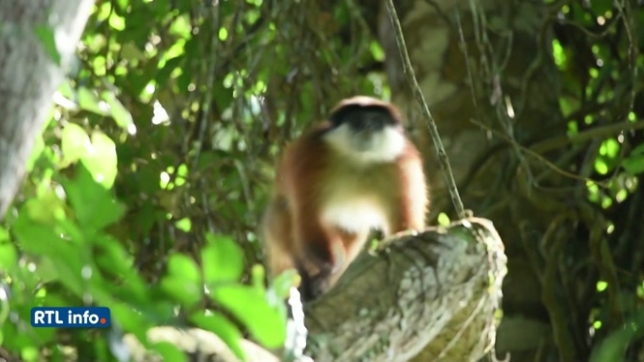 Un singe considéré comme espèce disparue vient de réapparaître au Congo