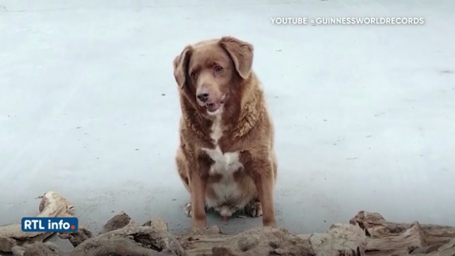 Double record: Bobi est le plus vieux chien vivant du monde et le plus vieux chien à avoir jamais vécu