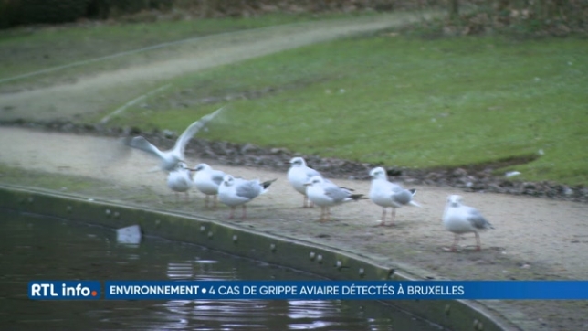Des cas de grippe aviaire ont été détectés à Bruxelles