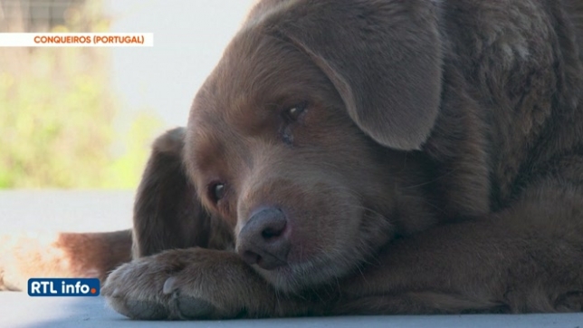 Bobi bat le record du monde Guinness du chien le plus âgé