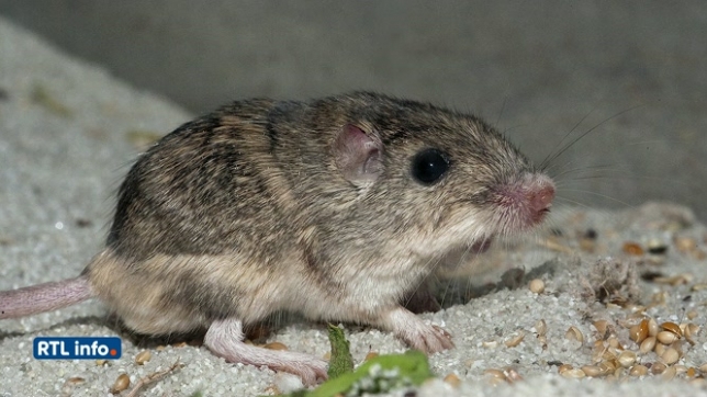 “Pat” devient la souris la plus vieille du monde en captivité