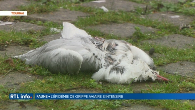 Grippe aviaire: des poules confinées depuis 4 mois en Wallonie