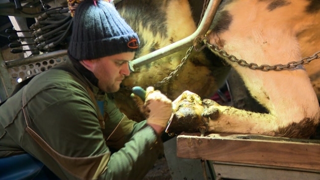 J’aime la satisfaction de soulager les bêtes: connaissez-vous le métier de pédicure pour bovins?