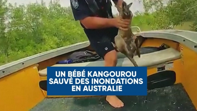 Un bébé kangourou sauvé des inondations en Australie