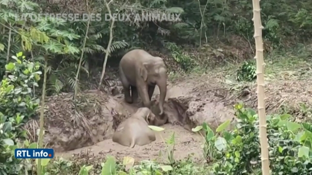 Scène émouvante: un éléphant tente de secourir son congénère coincé dans une fosse