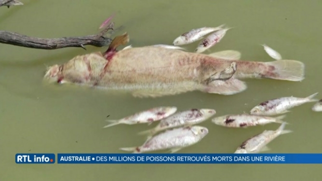 Des millions de poissons morts dans un rivière d