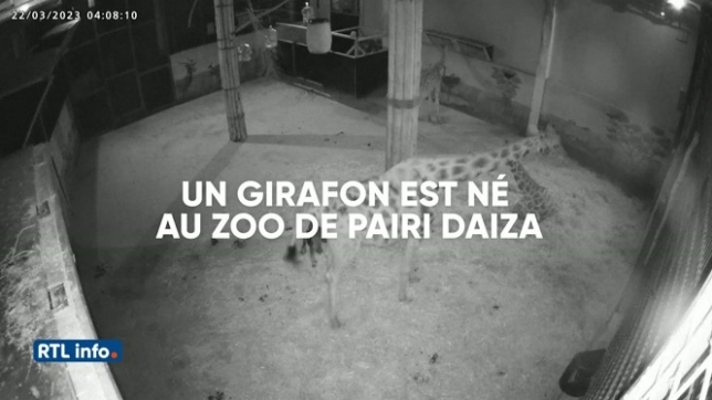 Un bébé girafe nait au zoo de Pairi Daiza