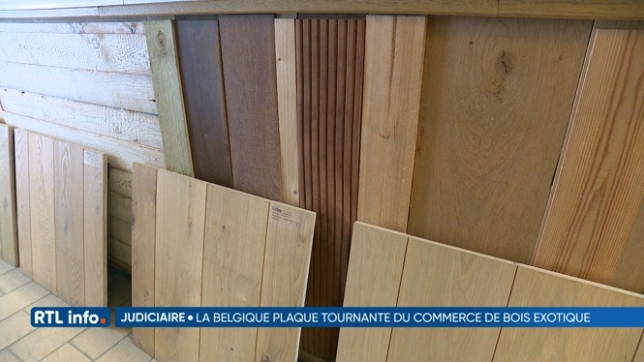 La Belgique, plaque tournante du trafic de bois exotique illégal