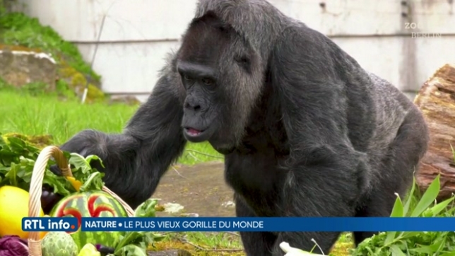 Fatou, 66 ans, est le gorille en captivité le plus âgé au monde