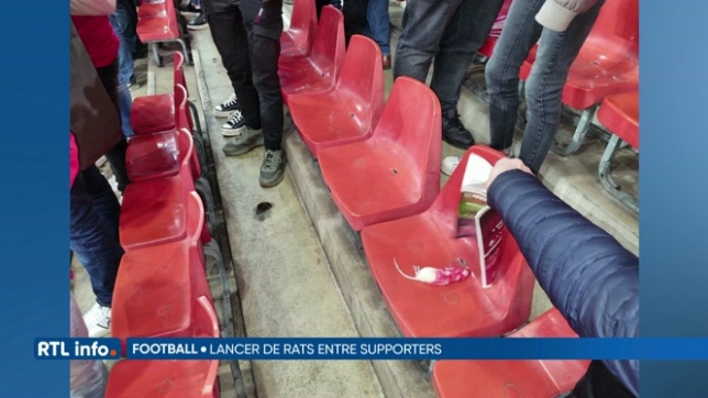 Foot: des supporters carolos jettent des rats en direction de fans du Standard