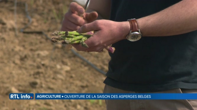 La saison des asperges est à présent lancée en Wallonie