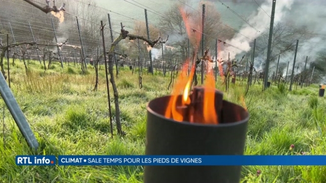 Des feux allumés pour protéger le vignoble du Matacou à Mont-Dison