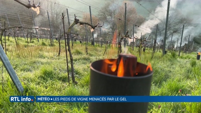 Des feux allumés pour protéger le vignoble du Matacou à Mont-Dison