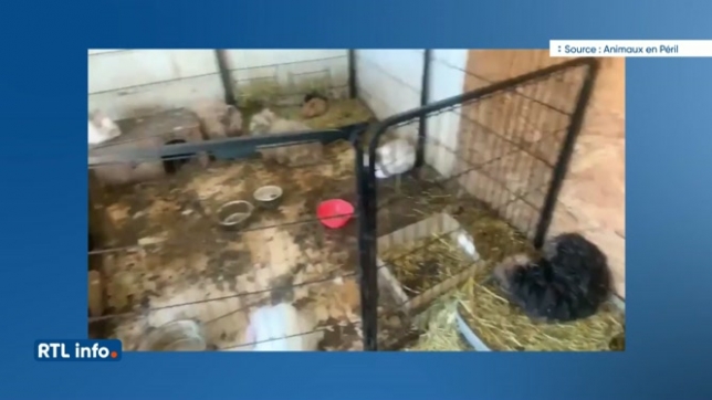 Frameries: 96 lapins, 2 chiens et 2 chats prisonniers dans la cave d