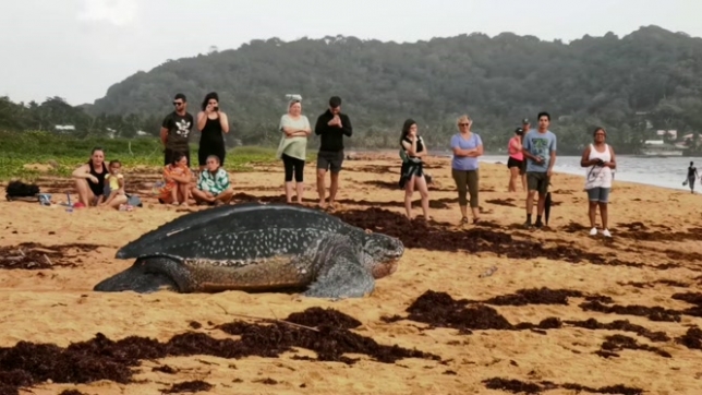 Le braconnage reste fréquent: la plus grande tortue marine du monde menacée d