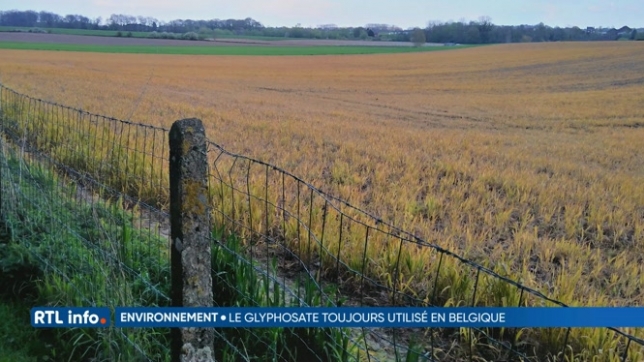 Pourquoi certains champs agricoles belges sont devenus jaunes-orangés ?