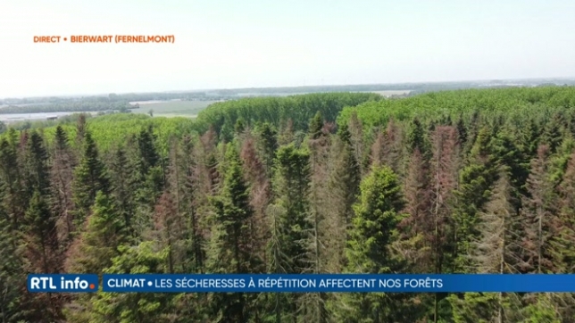 Nos forêts fortement impactées par les périodes de sécheresse récentes