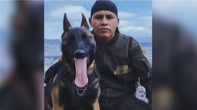 70 commandos des forces armées sont à la recherche du chien: Wilson a son tour perdu dans la jungle colombienne