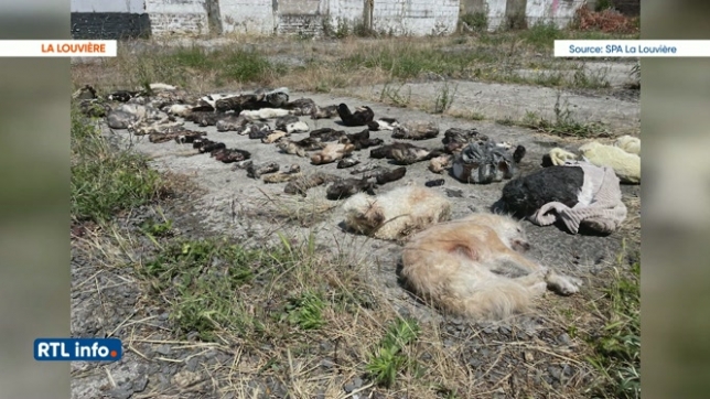 Près de 80 animaux retrouvés congelés dans une habitation du Borinage