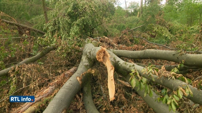 Le bois de Bouillon dévasté en juin a été traversé par une mini-tornade