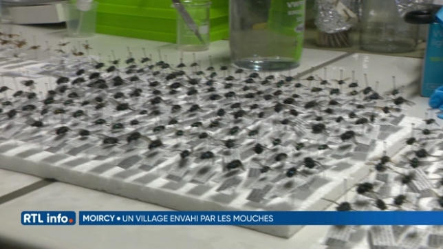 Le village de Moircy, près de Libramont, envahi par des milliers de mouches