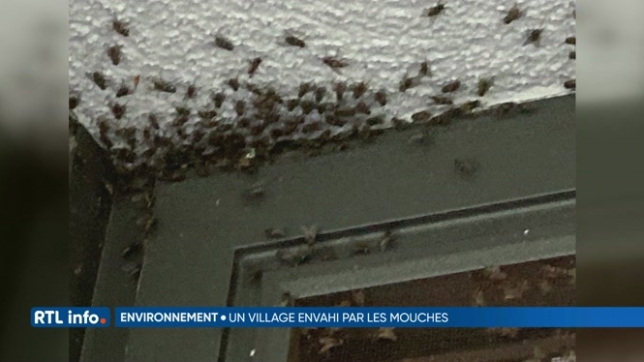 Le village de Moircy, près de Libramont, envahi par des milliers de mouches