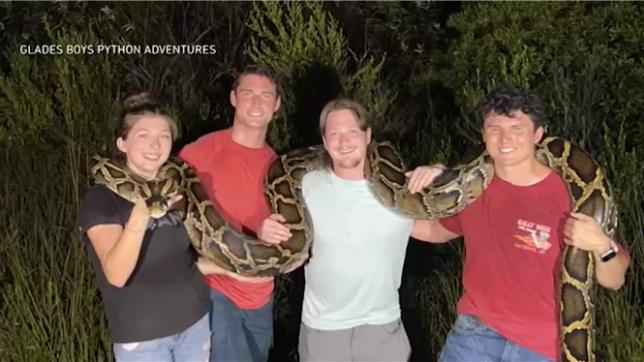 Un Américain se bat à main nue et capture le plus grand python jamais observé en Floride