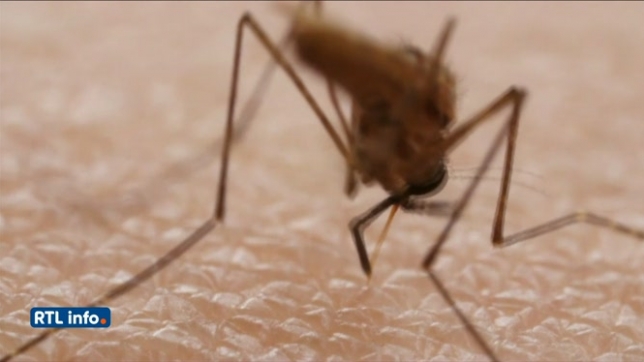 Les moustiques sont de retour: voici quelques conseils pour éviter de se faire piquer
