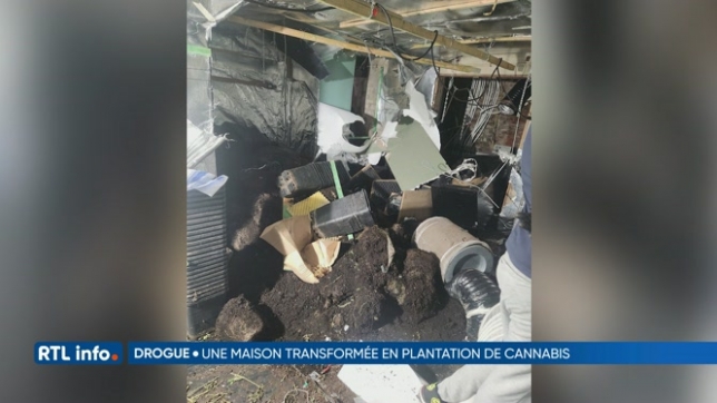 Une maison transformée en plantation de cannabis en l