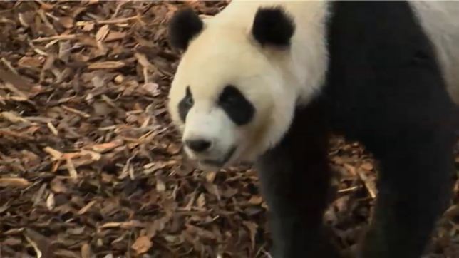 Bao Di et Bao Mei, les deux jumeaux pandas, ont été séparés de leur mère: le transfert s