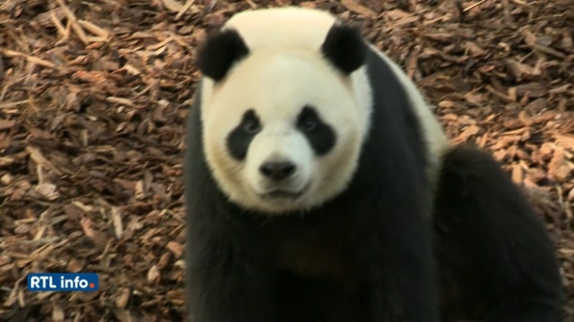 Pairi Daiza: Bao Di et Bao Mei, les jumeaux pandas, ont désormais leur propre enclos