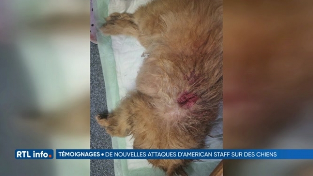 Le chien de Priscillia a été tué sous ses yeux par un American Staff