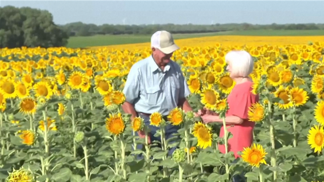 Il plante un énorme champ de tournesols pour fêter 50 ans d’amour avec sa femme