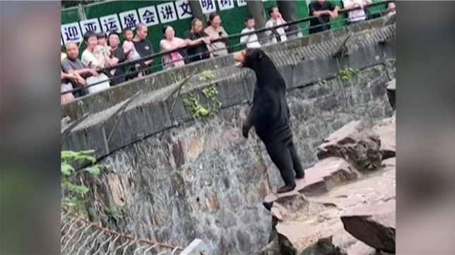 Un homme serait-il déguisé en ours dans un zoo chinois? La vidéo fait polémique, le zoo dément