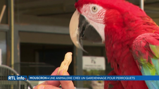 A Mouscron, une animalerie garde les perroquets durant les vacances