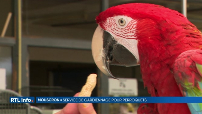 A Mouscron, une animalerie garde les perroquets durant les vacances
