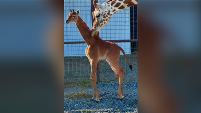 Un girafon avec un physique HORS NORME nait aux États-Unis