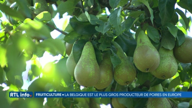La Belgique est devenue le plus gros producteur de poires de l