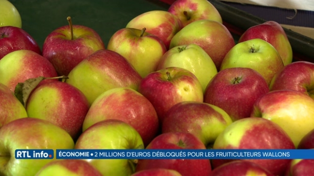 Les producteurs de pommes wallons envisagent de diversifier leur production