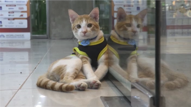 Des chats deviennent des agents de sécurités aux Philippines
